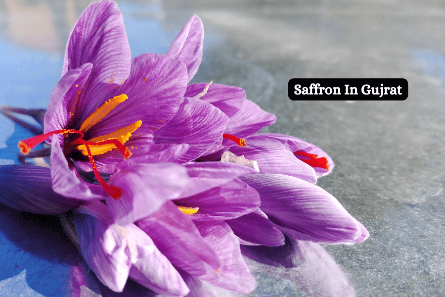 Buy Authentic Quality Saffron Online - Kashmir Online Store, Gujrat