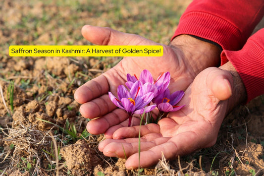 Saffron Season in Kashmir: A Harvest of Golden Spice!