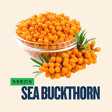 buy sea buckthorn seeds